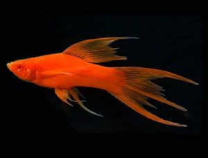 Đôi nét giới thiệu về Cá Kiếm Koi – Koi Swordtail Guppy – Xiphophorus helleri