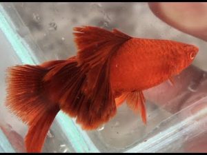 Đôi nét giới thiệu về Cá Kiếm Koi – Koi Swordtail Guppy – Xiphophorus helleri