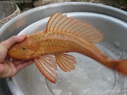 các loại cá dọn bể - cá tỳ bà vàng