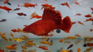 Đôi nét giới thiệu về Cá Kiếm Koi – Koi Swordtail Guppy – Xiphophorus helleri