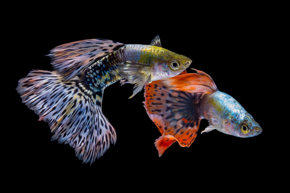 Two guppies isolated in black background.