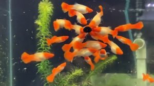 Koi guppy và hướng lai tạo các sắc màu khác kết hợp với Koi