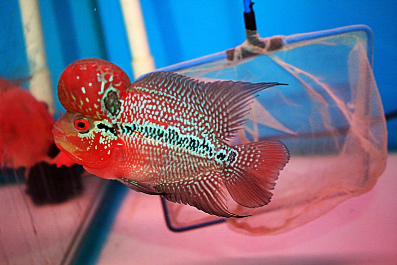 cá La Hán Thái đỏ
