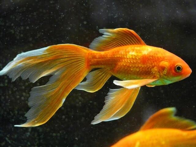 cá vàng đuôi quạt