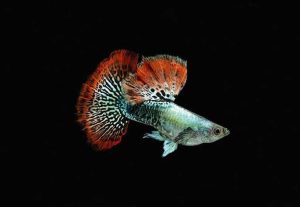 Top 26 Most Beautiful Guppy Fish Collection Chapter